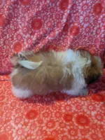 Hershey, a female Pomeranian for sale in Shipshewana, IN – Photo 3 of 7