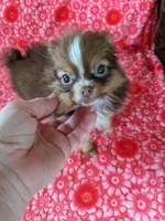 Hershey, a female Pomeranian for sale in Shipshewana, IN – Photo 2 of 7
