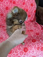 Hershey, a female Pomeranian for sale in Shipshewana, IN – Photo 7 of 7