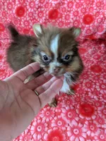Hershey, a female Pomeranian for sale in Shipshewana, IN – Photo 1 of 7