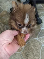 Hershey, a female Pomeranian for sale in Shipshewana, IN – Photo 6 of 7