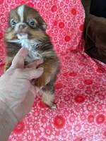 Hershey, a female Pomeranian for sale in Shipshewana, IN – Photo 4 of 7