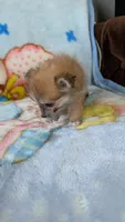 Pippi, a female Pomeranian for sale in Shipshewana, IN – 7 of 10