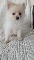 Creamer, a female Pomeranian for sale in Shipshewana, IN – 6 of 10