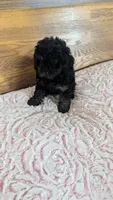 Patsie, a female Poodle - Toy  for sale in Shipshewana, IN – 9 of 10