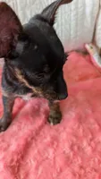Roxy , a female Yorkshire Terrier for sale in Shipshewana, IN – 7 of 10