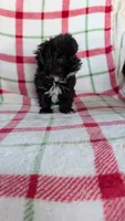 Lorrie , a female Maltipom for sale in Shipshewana, IN – 4 of 10