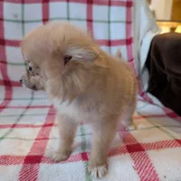 Tango , a female Pomeranian for sale in Shipshewana, IN – Photo 7 of 10