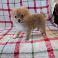 Tango , a female Pomeranian for sale in Shipshewana, IN – Photo 4 of 10