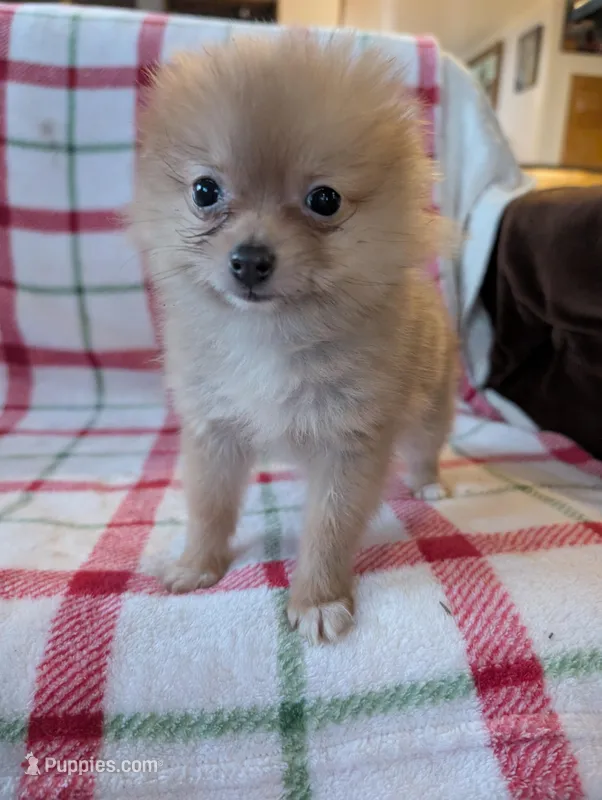 Tango , a female Pomeranian for sale in Shipshewana, IN – Photo 1 of 10