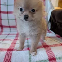 Tango , a female Pomeranian for sale in Shipshewana, IN – Photo 1 of 10