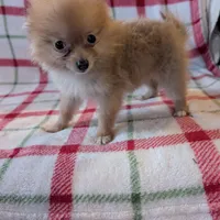 Tango , a female Pomeranian for sale in Shipshewana, IN – Photo 10 of 10