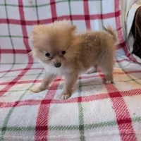Tango , a female Pomeranian for sale in Shipshewana, IN – Photo 8 of 10