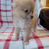 Tango , a female Pomeranian for sale in Shipshewana, IN – Photo 2 of 10