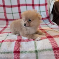Tango , a female Pomeranian for sale in Shipshewana, IN – Photo 6 of 10