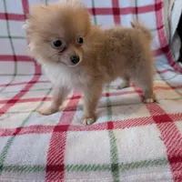 Tango , a female Pomeranian for sale in Shipshewana, IN – Photo 3 of 10