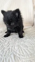 Haillie, a female Pomeranian for sale in Shipshewana, IN – 7 of 10