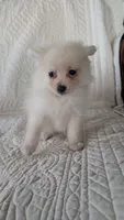 Creamer, a female Pomeranian for sale in Shipshewana, IN – 5 of 10