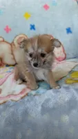 Pippi, a female Pomeranian for sale in Shipshewana, IN – 6 of 10