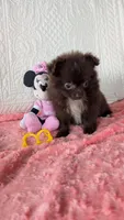 Crunchy , a female Pomeranian for sale in Shipshewana, IN – 7 of 10
