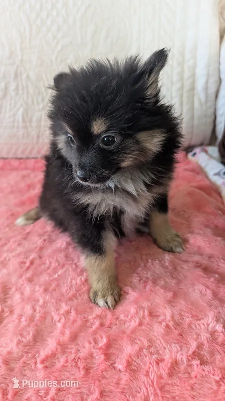 Bo- bo – Pomeranian puppy for sale in Shipshewana, IN