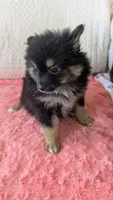 Bo- bo, a female Pomeranian for sale in Shipshewana, IN – 1 of 10