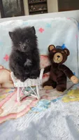 Barry , a male Pomeranian for sale in Shipshewana, IN – 7 of 10