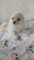 Tracy, a female Pomeranian for sale in Shipshewana, IN – 2 of 10