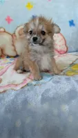Pippi, a female Pomeranian for sale in Shipshewana, IN – 2 of 10