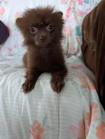 Nasha, a female Pomeranian for sale in Shipshewana, IN – Photo 8 of 10