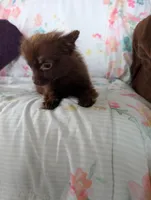 Nasha, a female Pomeranian for sale in Shipshewana, IN – Photo 4 of 10