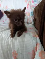 Nasha, a female Pomeranian for sale in Shipshewana, IN – Photo 6 of 10