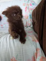 Nasha, a female Pomeranian for sale in Shipshewana, IN – Photo 1 of 10