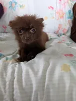 Nasha, a female Pomeranian for sale in Shipshewana, IN – Photo 3 of 10