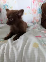 Nasha, a female Pomeranian for sale in Shipshewana, IN – Photo 2 of 10