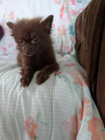 Nasha, a female Pomeranian for sale in Shipshewana, IN – Photo 9 of 10