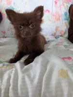 Nasha, a female Pomeranian for sale in Shipshewana, IN – Photo 5 of 10