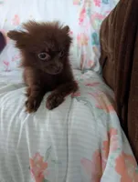 Nasha, a female Pomeranian for sale in Shipshewana, IN – Photo 10 of 10