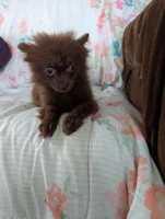 Nasha, a female Pomeranian for sale in Shipshewana, IN – Photo 7 of 10