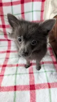 Gracie, a female Pomeranian for sale in Shipshewana, IN – 8 of 10