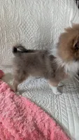 Happy , a female Pomeranian for sale in Shipshewana, IN – 6 of 10