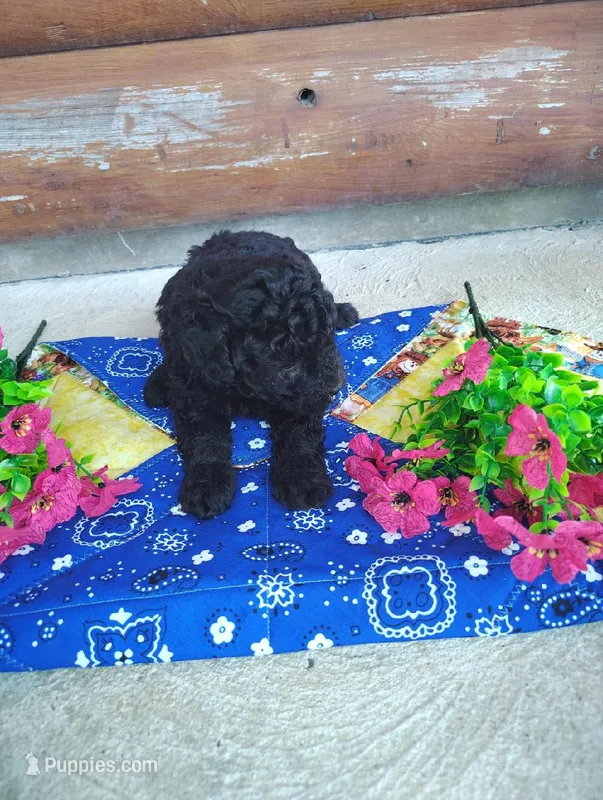Serena – Poodle - Toy  puppy for sale in Shipshewana, IN
