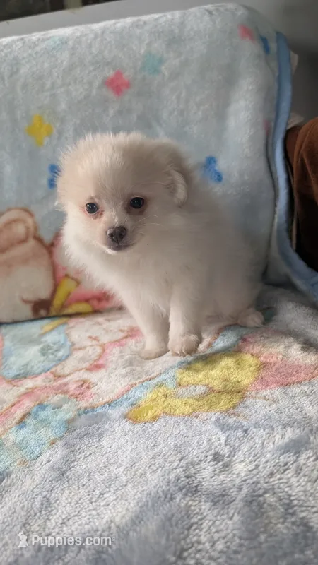 Benji – Pomeranian puppy for sale in Shipshewana, IN