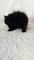 Haillie, a female Pomeranian for sale in Shipshewana, IN – 8 of 10