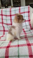 Max, a male Pomeranian for sale in Shipshewana, IN – 7 of 10