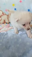 Cloe, a female Pomeranian for sale in Shipshewana, IN – 9 of 10