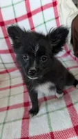 Lucy , a female Pomeranian for sale in Shipshewana, IN – 6 of 10