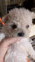 Serena, a female Pomapoo for sale in Shipshewana, IN – 7 of 9