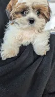 Jax, a male Shih Tzu for sale in Shipshewana, IN – 2 of 10
