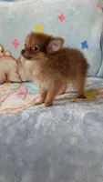 Luna , a female Pomeranian for sale in Shipshewana, IN – 8 of 10